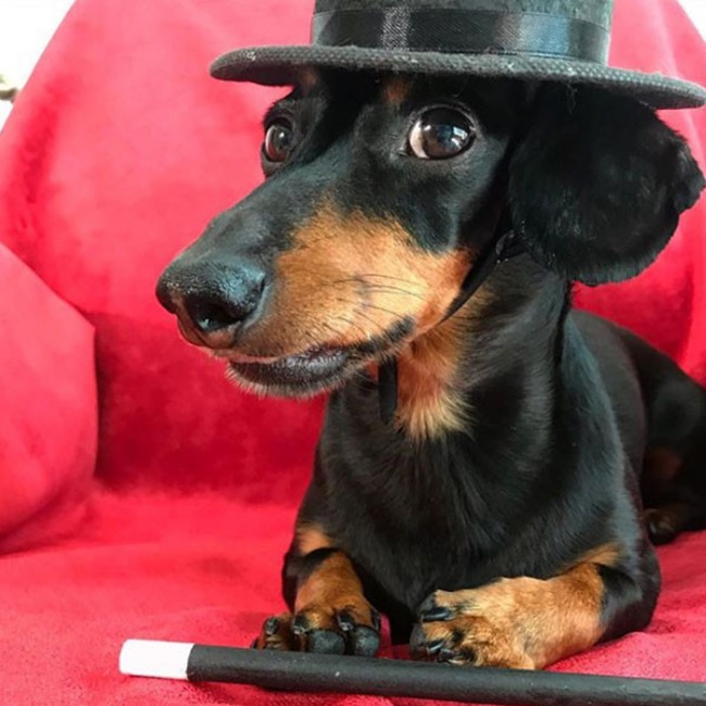 Crusoe the Celebrity Dachshund
